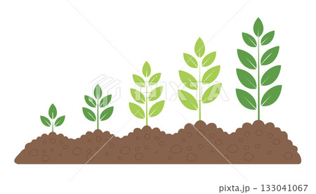 Clean educational artwork showing sequential stages of plant development from seed to small plant in soil. 133041067