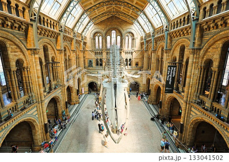 ロンドン自然史博物館のホールとクジラの化石 133041502