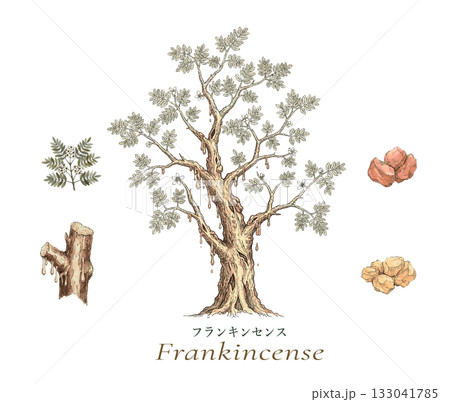 フランキンセンスのイラスト素材・精油&アロマ フランキンセンスのイラスト素材・精油&アロマ 133041785