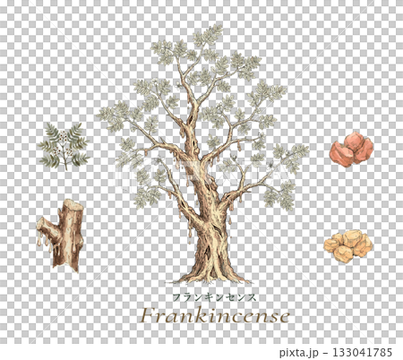 フランキンセンスのイラスト素材・精油&アロマ フランキンセンスのイラスト素材・精油&アロマ 133041785