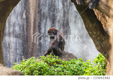 チンパンジー 家族 家庭 133041982