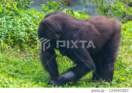 チンパンジー 家族 家庭 133041987