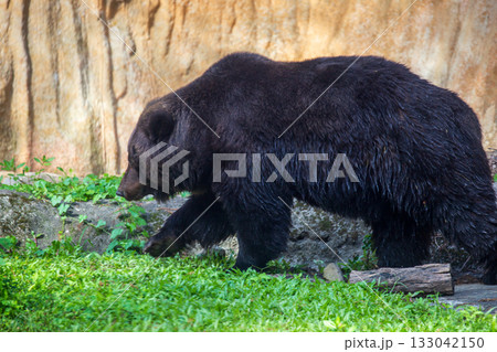 ヒグマ ひぐま 羆 133042150