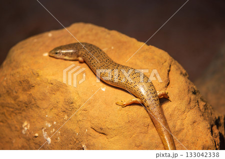 とかげ 蜥蜴 トカゲ 133042338