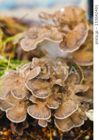 マイタケ　舞茸　家庭菜園　栽培 133042491