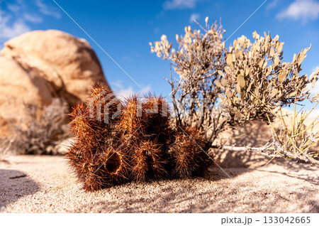 Joshua Tree National Park 133042665
