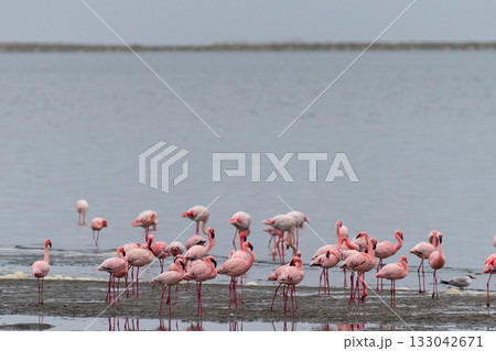 Flamingos near Walvis Bay 133042671
