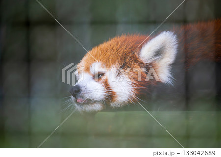 絶滅危惧種 貴重種 絶滅危惧類 133042689