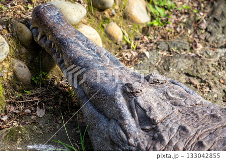 ワニ 鰐 アリゲーター 133042855