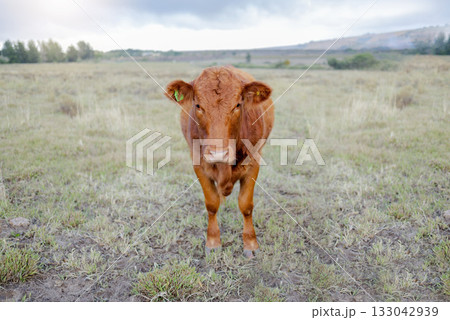 Cow portrait, countryside and agriculture field with milk and meat cattle outdoor. Sustainability, organic and eco friendly farming for beef production with farm animals in grass landscape in nature 133042939