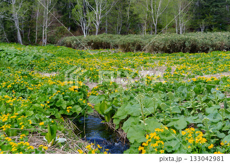 北海道百名山旭岳の山麓 勇駒別湿原のエゾノリュウキンカと水芭蕉 北海道百名山旭岳の山麓 勇駒別湿原のエゾノリュウキンカと水芭蕉 133042981