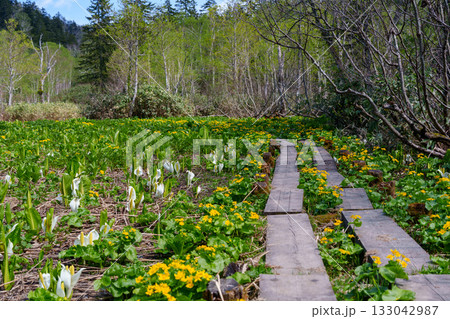 北海道百名山旭岳の山麓 勇駒別湿原のエゾノリュウキンカと水芭蕉 北海道百名山旭岳の山麓 勇駒別湿原のエゾノリュウキンカと水芭蕉 133042987