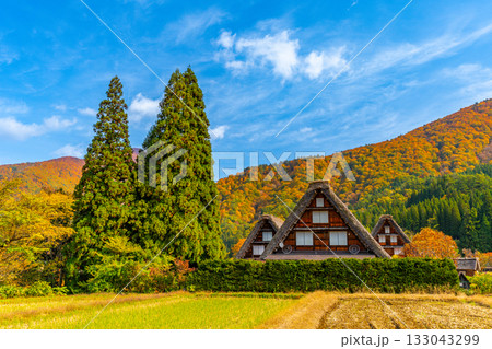 世界遺産 　白川郷　紅葉 133043299