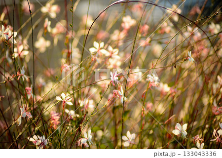 秋のガウラ（ハクチョウソウ） 133043336