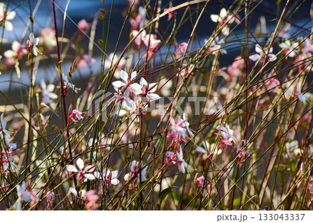 秋のガウラ(ハクチョウソウ) 秋のガウラ(ハクチョウソウ) 133043337