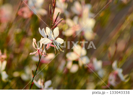 秋のガウラ（ハクチョウソウ） 133043338