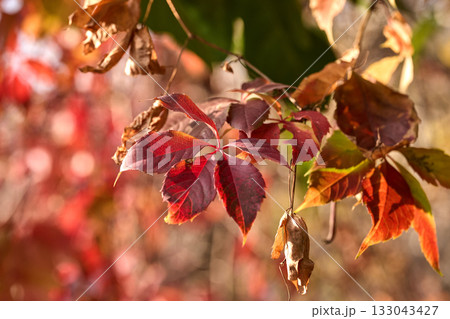Leaves display vibrant red colors in sunlight 133043427