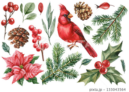 Watercolor red cardinal bird with pine branches berries holly leaves poinsettia cones festive winter botanical illustration set Watercolor red cardinal bird with pine branches berries holly leaves poinsettia cones festive winter botanical illustration set 133043564