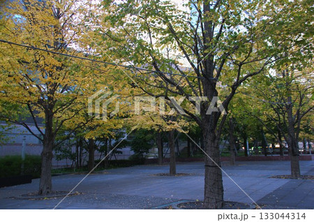 紅葉 紅葉 133044314