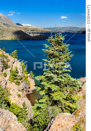 Vertical view of a green spruce tree on a rocky cliff above the deep blue Saint Mary Lake. The far shore shows a wildfire burn scar. Taken in Glacier National Park, Montana 133044471