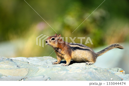 Close-up profile of a small chipmunk standing alert on a gray rock. The background is a soft green blur of foliage. Photographed in Glacier National Park on a sunny day 133044474