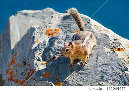 A close-up of a Golden-mantled Ground Squirrel on a rock with orange lichen. The deep blue of Saint Mary Lake is blurred in the background. Taken in Glacier National Park 133044475