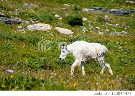 A white Mountain Goat walks through a green alpine meadow at Logan Pass in Glacier National Park, Montana. The goat is grazing on grass and wildflowers on a sunny summer day 133044477