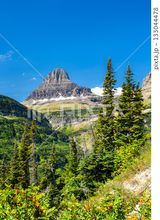 A vertical view of the iconic Clements Mountain in Glacier National Park, Montana. Orange wildflowers and pine trees are in the foreground under a clear blue sky. Represents alpine nature and travel 133044478
