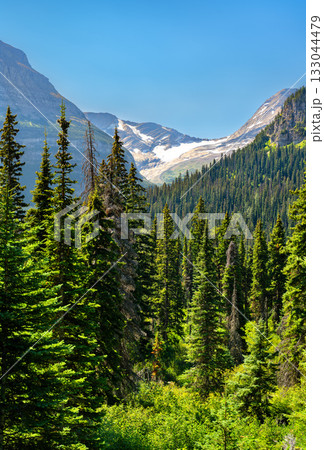 Vertical view of the Rocky Mountains in Glacier National Park, Montana. Jackson Glacier is visible in the distance, rising above a dense green pine forest under a clear blue sky 133044479