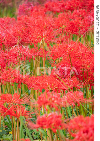 藤枝市の葉梨川沿いに咲く彼岸花の風景(静岡県) 133044996