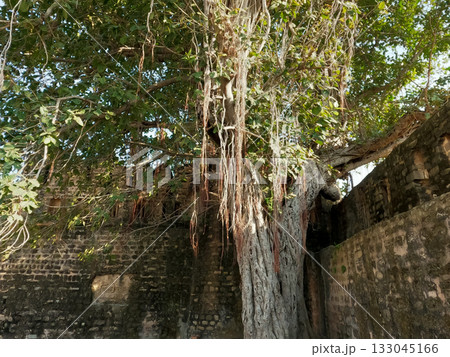 Ancient banyan tree growing inside Sangni Fort symbolizing harmony between nature and Mughal era heritage in Pakistan Ancient banyan tree growing inside Sangni Fort symbolizing harmony between nature and Mughal era heritage in Pakistan 133045166