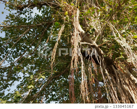 Ancient banyan tree with long aerial roots hanging gracefully symbolizing strength endurance and connection to nature 133045167