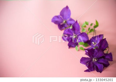 holiday card with clematis and blank space on pink background 133045201