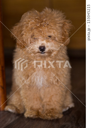 Fluffy Maltipoo puppy resting in a cozy room 133045215