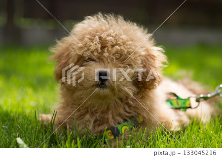 A fluffy domestic animal lying on a meadow in sunny weather 133045216
