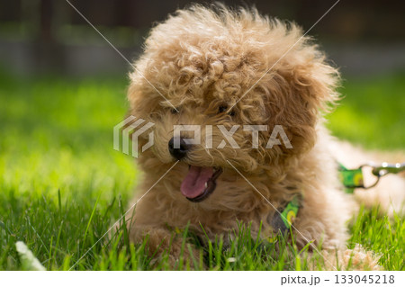 A small dog resting on a green lawn A small dog resting on a green lawn 133045218
