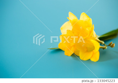 Macro shot of yellow flower on blue background 133045223