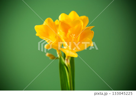 Close-up of yellow freesia flower on green background Close-up of yellow freesia flower on green background 133045225