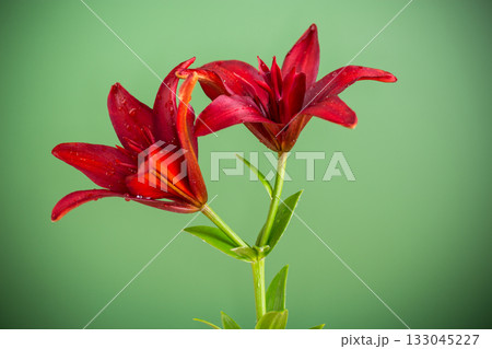Two large red lilies on green background 133045227