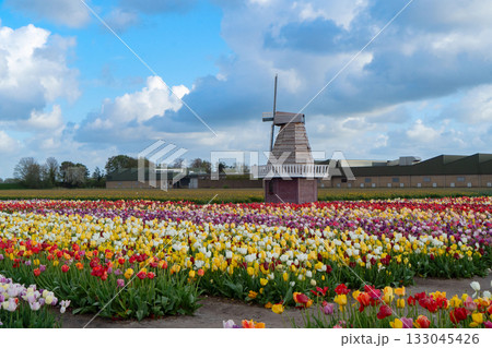 one dutch windmill over tulips one dutch windmill over tulips 133045426
