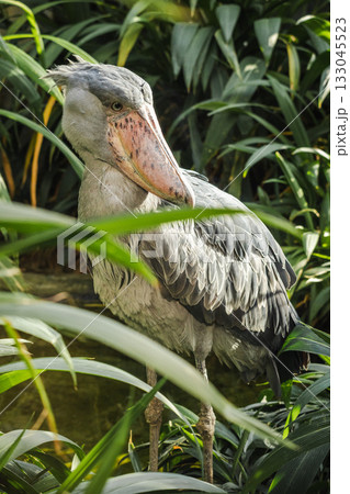 Rare shoebill bird with large beak and grey feathers standing quietly in dense tropical greenery under natural sunlight Rare shoebill bird with large beak and grey feathers standing quietly in dense tropical greenery under natural sunlight 133045523