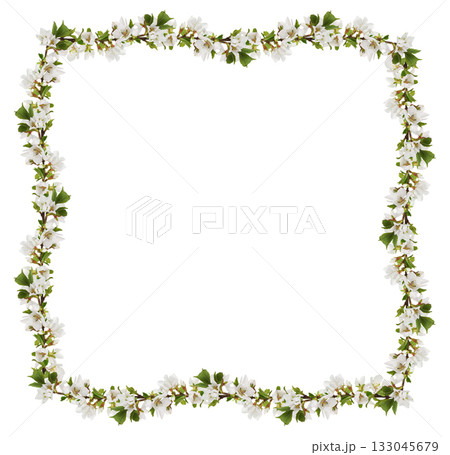 Spring twig of prunus tomentosa (wild cherry) flowers and leaves in a floral frame isolated on white 133045679