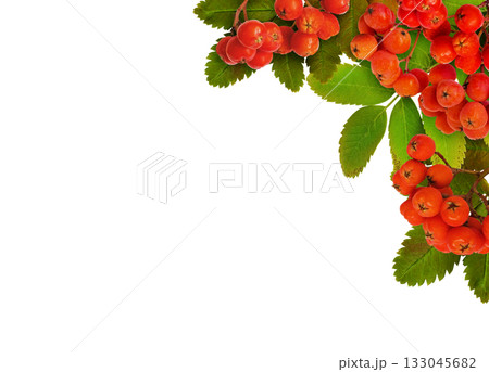 Autumn green leaves of rowanberry tree with berries in a corner arrangement isolated on white 133045682