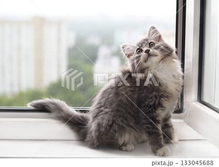 Little kitten sitting near open window on high floor with safety net 133045688