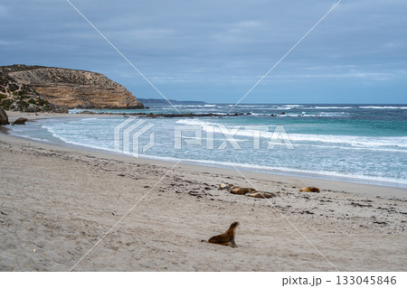 Sea lions resting on sandy beach at Seal Bay, Kangaroo Island, Australia Sea lions resting on sandy beach at Seal Bay, Kangaroo Island, Australia 133045846