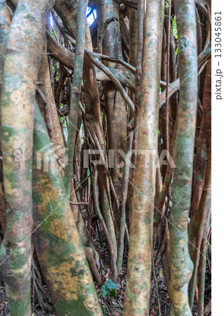 Strangler fig in Tentena rainforest, Sulawesi, Indonesia Strangler fig in Tentena rainforest, Sulawesi, Indonesia 133045861