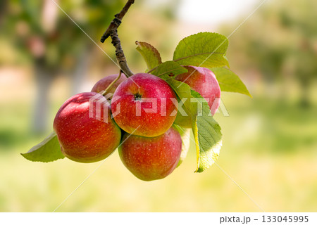 A bunch of apples hanging from a tree 133045995