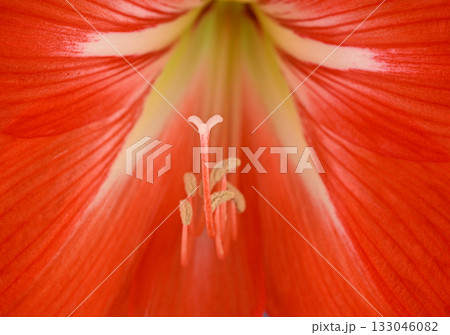 A close up of a red flower with a white center A close up of a red flower with a white center 133046082