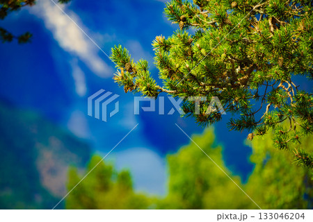 Norwegian nature. Green coniferous trees Norwegian nature. Green coniferous trees 133046204