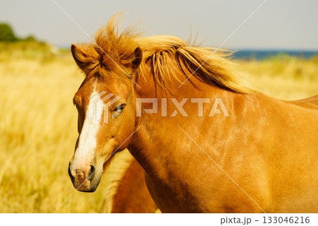 Horses herd on meadow field 133046216